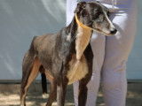 Versace, Galgo idéal de 3 ans à adopter