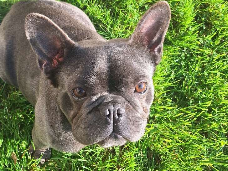 Chien Bouledogue Francais à adopter en refuge
