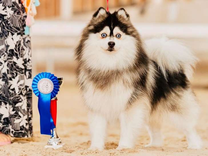 Best of Show (Belleray 25)