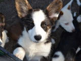 Chiot Welsh Corgi Cardigan LOF à vendre