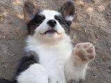 Chiot Welsh Corgi Cardigan LOF à vendre