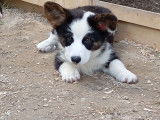 Chiot Welsh Corgi Cardigan LOF à vendre