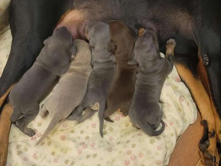 2 mâles bleu 1 femelle bleu 1 mâle isabella 1 mâle brun