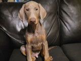 Chiot Doberman a vendre