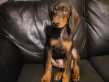 Chiot Doberman a vendre