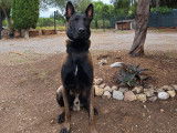 Mâle Berger Belge Malinois charbonné LOF disponible pour saillie