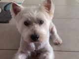 Westie mâle de 7 ans à vendre