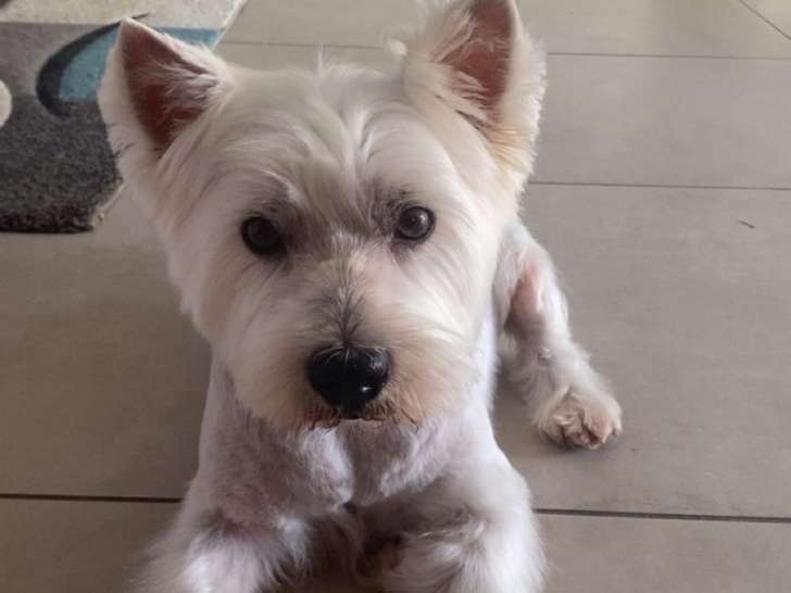 Westie mâle de 7 ans à vendre