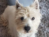 Westie mâle de 7 ans à vendre