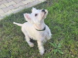 Westie mâle de 7 ans à vendre