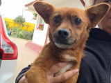 Dante, magnifique chien à adopter en association