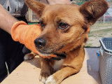 Dante, magnifique chien à adopter en association
