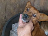 Dante, magnifique chien à adopter en association