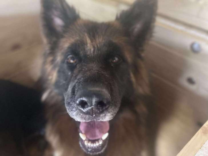 Fibus, Berger Allemand à adopter en urgence