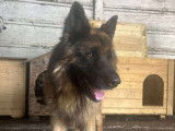Fibus, Berger Allemand à adopter en urgence