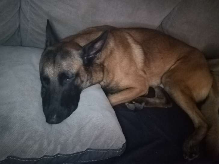 Berger Malinois castré à donner