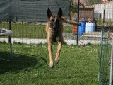 Berger Malinois castré à donner