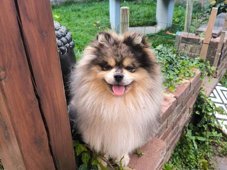 Chiot de race Loulou de Poméranie mâle à vendre