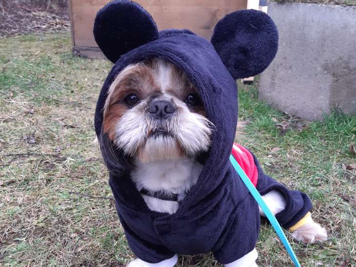 Mâle Shih Tzu disponible pour saillie