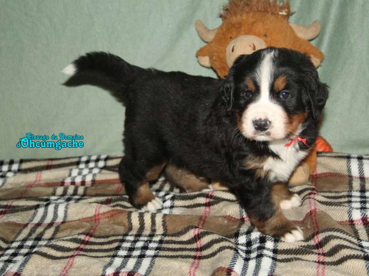 Chiots Bouvier Bernois à vendre