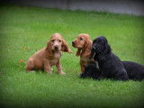 Chiots Cockers Anglais à vendre