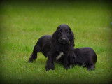 Chiots Cockers Anglais à vendre