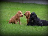Chiots Cockers Anglais à vendre