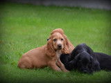 Chiots Cockers Anglais à vendre