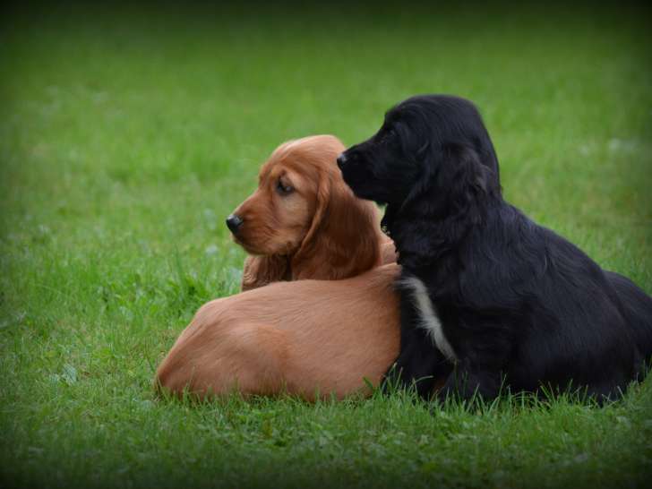 Chiots Cockers Anglais à vendre