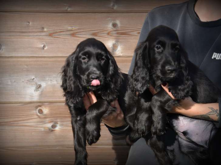 Chiots Cockers Anglais à vendre