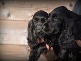 Chiots Cockers Anglais à vendre