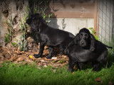 Chiots Cockers Anglais à vendre
