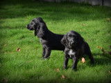 Chiots Cockers Anglais à vendre