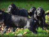 Chiots Cockers Anglais à vendre
