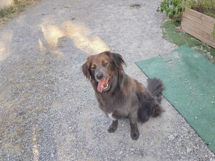 Femelle croisée disponible pour saillie