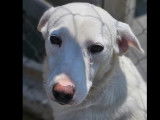 Prête pour l’adoption, chienne de couleur blanche