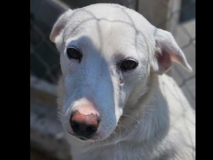 Prête pour l’adoption, chienne de couleur blanche