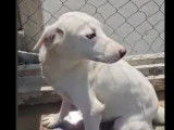 Prête pour l’adoption, chienne de couleur blanche
