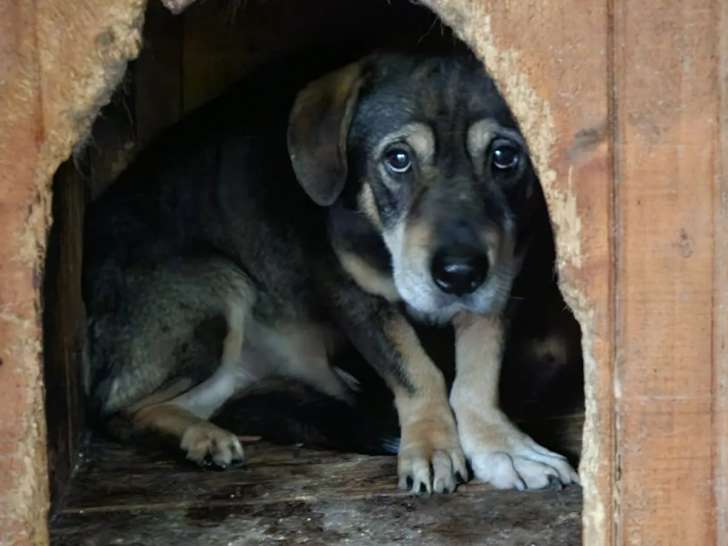 À accueillir, chien noir et feu