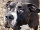 À adopter : chien Dogue de 7 ans