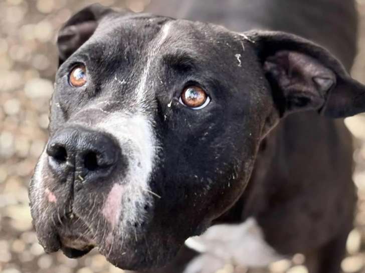 À adopter : chien Dogue de 7 ans
