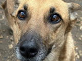 Disponible à l'adoption : chienne au pelage beige