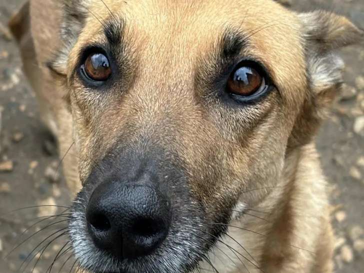Disponible à l'adoption : chienne au pelage beige