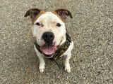 Femelle American Staff à donner