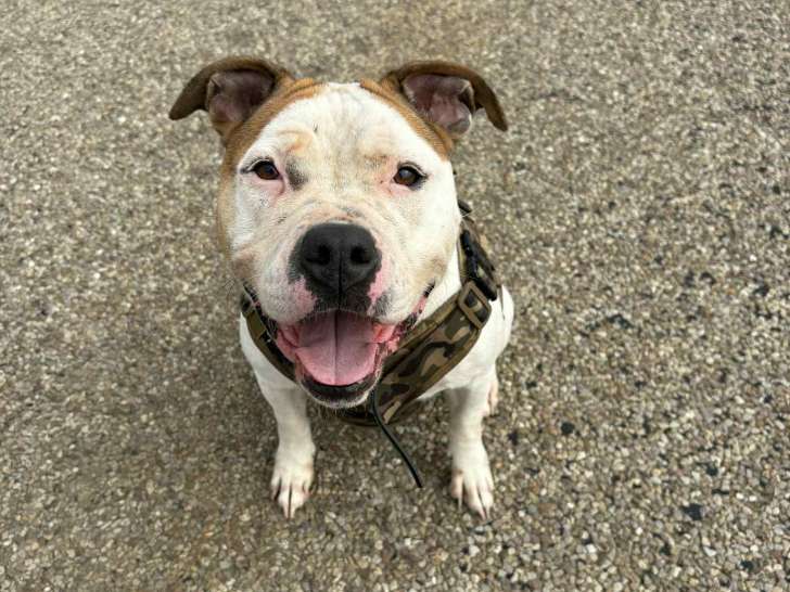 Femelle American Staff à donner