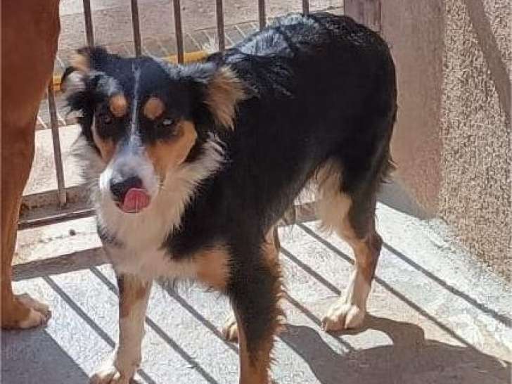 Greta, petite boule d'amour Border Collie à adopter en association