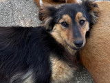 Chienne à adopter en association
