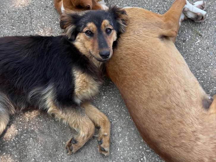 Chienne à adopter en association