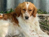 Rio, chien croisé Springer Spaniel à adopter en association