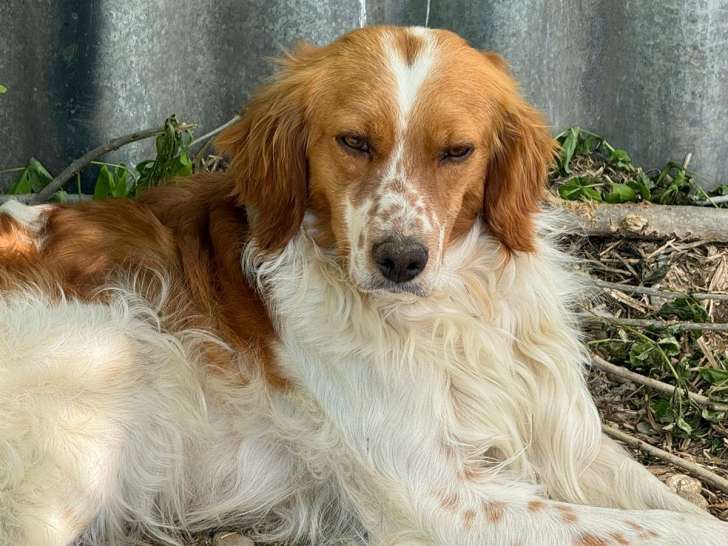 Rio, chien croisé Springer Spaniel à adopter en association